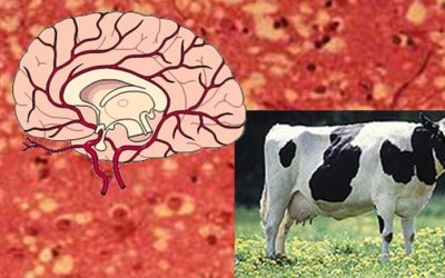 Bệnh bò điên: Nguyên nhân, biểu hiện, cách điều trị và phòng bệnh